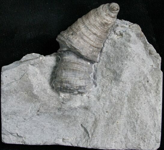 Horn Coral, Devonian Aged From New York #5761
